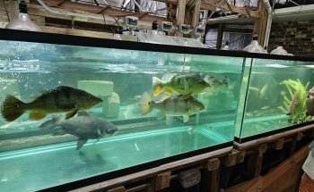 Fish Story Aquarium Attraction & Fish Rescue (ONLY by APPOINTMENT; see website for details)