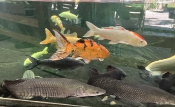 Fish Story Aquarium Attraction & Fish Rescue (ONLY by APPOINTMENT; see website for details)