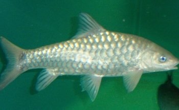 Fish Story Aquarium Attraction & Fish Rescue (ONLY by APPOINTMENT; see website for details)
