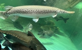 Fish Story Aquarium Attraction & Fish Rescue (ONLY by APPOINTMENT; see website for details)