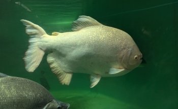 Fish Story Aquarium Attraction & Fish Rescue (ONLY by APPOINTMENT; see website for details)