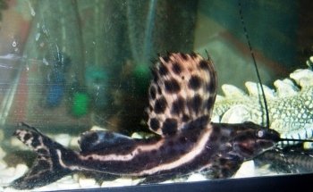 Fish Story Aquarium Attraction & Fish Rescue (ONLY by APPOINTMENT; see website for details)