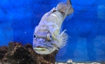 Puget Sound Estuarium