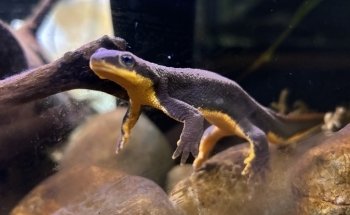 Puget Sound Estuarium