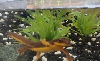 Puget Sound Estuarium