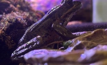 Puget Sound Estuarium