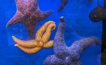 Puget Sound Estuarium