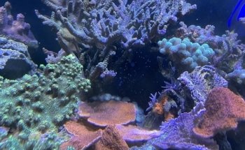 Paragon Blues Aquariums