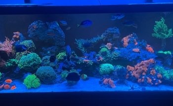 Paragon Blues Aquariums