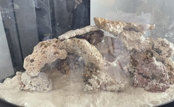 Paragon Blues Aquariums