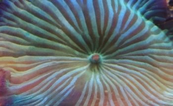 Paragon Blues Aquariums