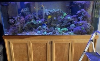 Paragon Blues Aquariums