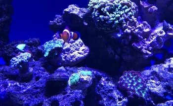 Paragon Blues Aquariums