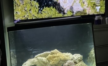 Paragon Blues Aquariums
