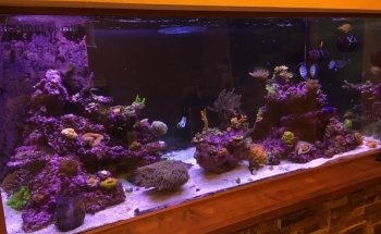 Golden State Corals