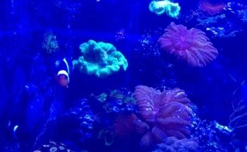 Golden State Corals