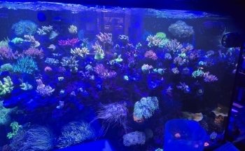 Golden State Corals