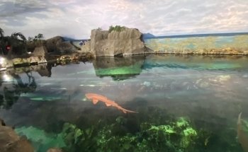Shark Encounter