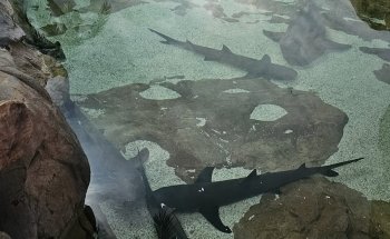 Shark Encounter