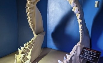 Shark Encounter