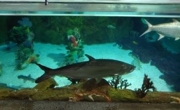 Shark Encounter