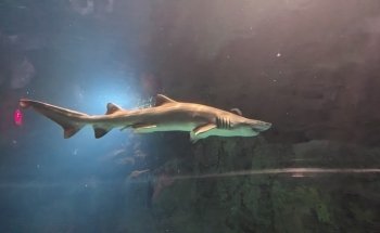 Shark Encounter