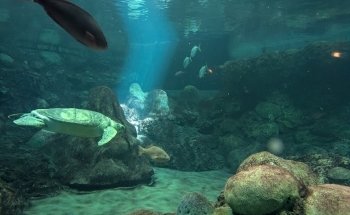Encuentro con Tiburones