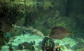 Shark Encounter