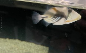 650 Oceans Reef Inc
