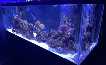 650 Oceans Reef Inc