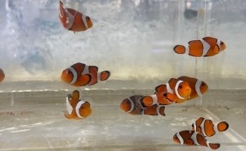 650 Oceans Reef Inc
