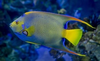 650 Oceans Reef Inc