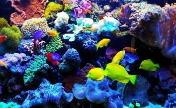 650 Oceans Reef Inc