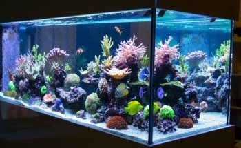 650 Oceans Reef Inc