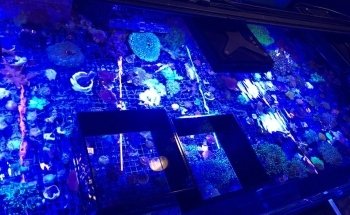 Sioux Falls Aquatics