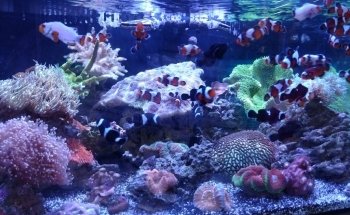 Sioux Falls Aquatics