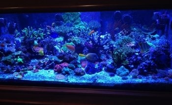 Sioux Falls Aquatics