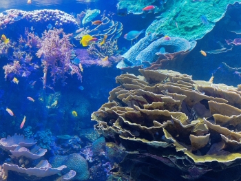Oceanogràfic València