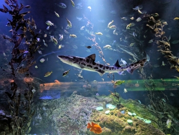 Oceanogràfic València