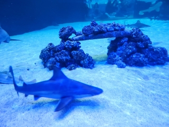 Oceanogràfic València