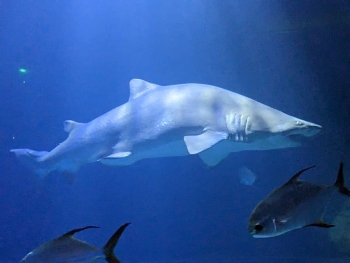 Oceanogràfic València