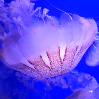 Oceanogràfic València