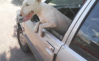 VETERINARIA DON BOSCO