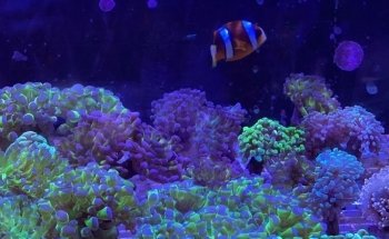 Easy Aqua Fish & Coral