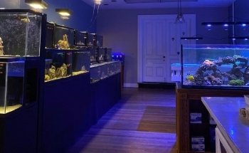 Easy Aqua Fish & Coral