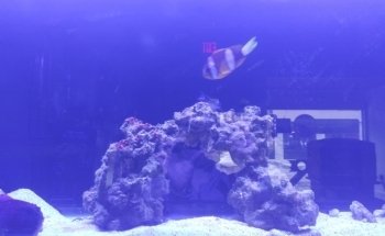 Easy Aqua Fish & Coral