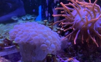 Easy Aqua Fish & Coral