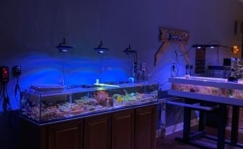 Easy Aqua Fish & Coral