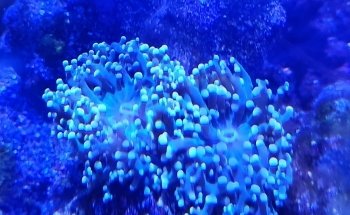 Easy Aqua Fish & Coral
