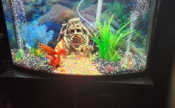 Badgerland Saltwater